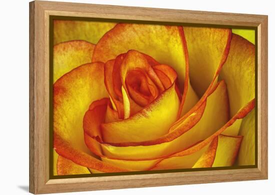 Yellow and Red Rose-Adam Jones-Framed Premier Image Canvas