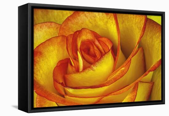 Yellow and Red Rose-Adam Jones-Framed Premier Image Canvas