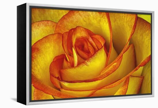 Yellow and Red Rose-Adam Jones-Framed Premier Image Canvas