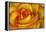 Yellow and Red Rose-Adam Jones-Framed Premier Image Canvas