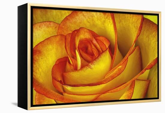 Yellow and Red Rose-Adam Jones-Framed Premier Image Canvas