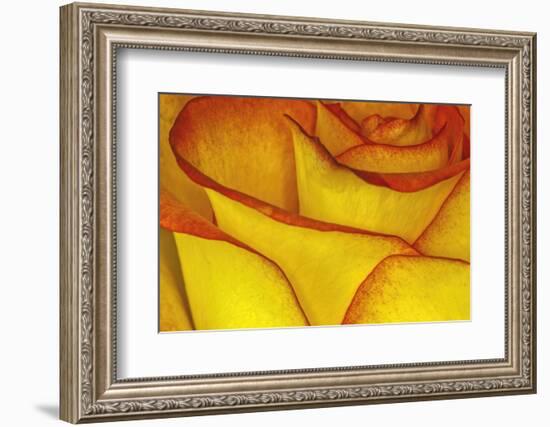 Yellow and red rose.-Adam Jones-Framed Photographic Print