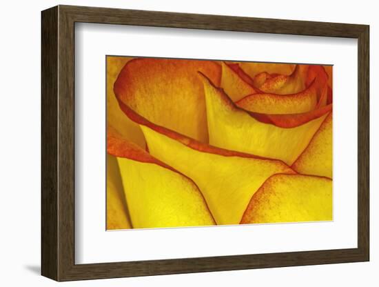 Yellow and red rose.-Adam Jones-Framed Photographic Print