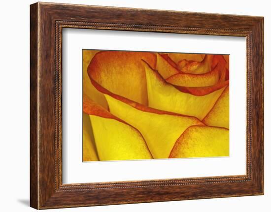 Yellow and red rose.-Adam Jones-Framed Photographic Print