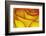 Yellow and red rose.-Adam Jones-Framed Photographic Print