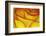 Yellow and red rose.-Adam Jones-Framed Photographic Print