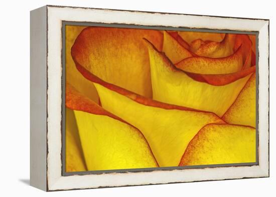 Yellow and red rose.-Adam Jones-Framed Premier Image Canvas