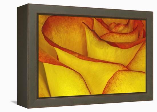 Yellow and red rose.-Adam Jones-Framed Premier Image Canvas