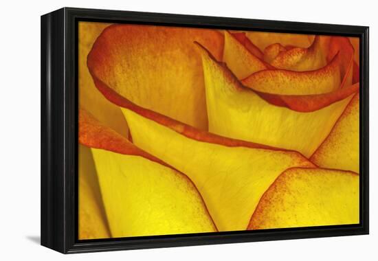 Yellow and red rose.-Adam Jones-Framed Premier Image Canvas