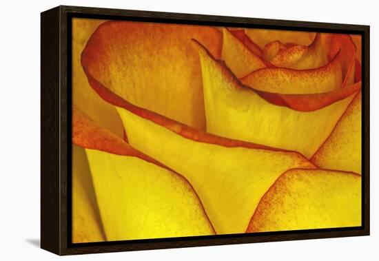 Yellow and red rose.-Adam Jones-Framed Premier Image Canvas