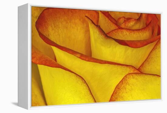 Yellow and red rose.-Adam Jones-Framed Premier Image Canvas