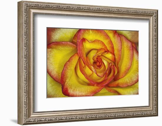 Yellow and red rose.-Adam Jones-Framed Photographic Print