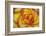 Yellow and red rose.-Adam Jones-Framed Photographic Print