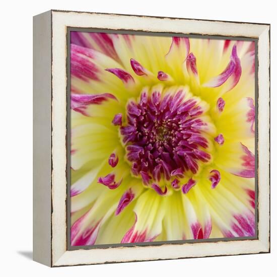 Yellow and red speckled dahlia-Clive Nichols-Framed Premier Image Canvas