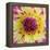 Yellow and red speckled dahlia-Clive Nichols-Framed Premier Image Canvas