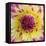 Yellow and red speckled dahlia-Clive Nichols-Framed Premier Image Canvas