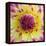 Yellow and red speckled dahlia-Clive Nichols-Framed Premier Image Canvas