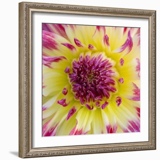 Yellow and red speckled dahlia-Clive Nichols-Framed Photographic Print