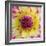 Yellow and red speckled dahlia-Clive Nichols-Framed Photographic Print