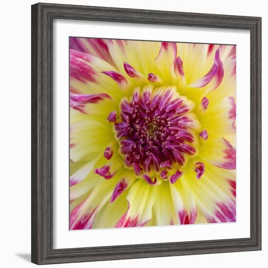 Yellow and red speckled dahlia-Clive Nichols-Framed Photographic Print