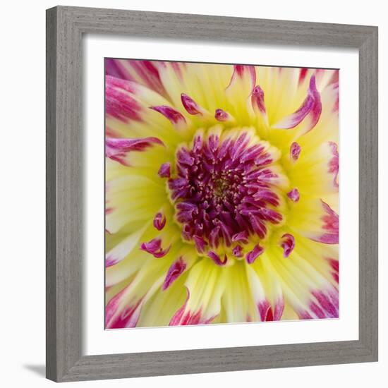 Yellow and red speckled dahlia-Clive Nichols-Framed Photographic Print