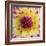 Yellow and red speckled dahlia-Clive Nichols-Framed Photographic Print