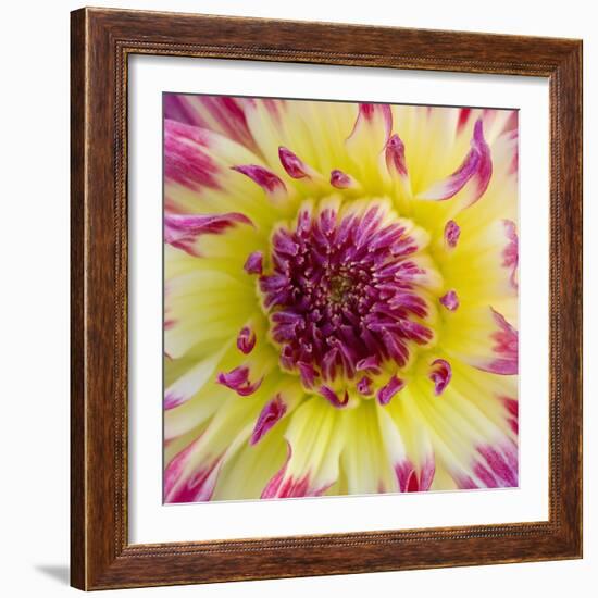 Yellow and red speckled dahlia-Clive Nichols-Framed Photographic Print