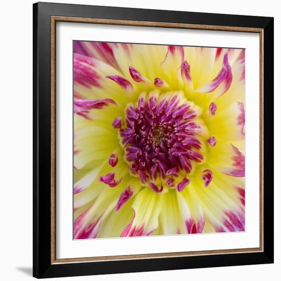 Yellow and red speckled dahlia-Clive Nichols-Framed Photographic Print