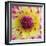 Yellow and red speckled dahlia-Clive Nichols-Framed Photographic Print