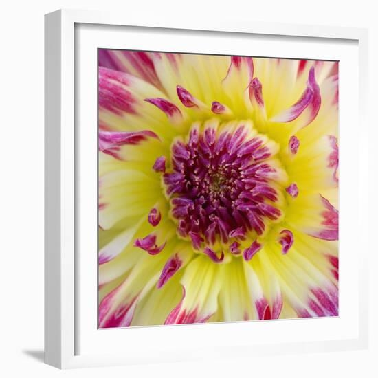 Yellow and red speckled dahlia-Clive Nichols-Framed Photographic Print