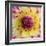 Yellow and red speckled dahlia-Clive Nichols-Framed Photographic Print