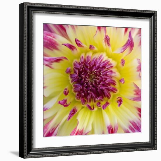 Yellow and red speckled dahlia-Clive Nichols-Framed Photographic Print