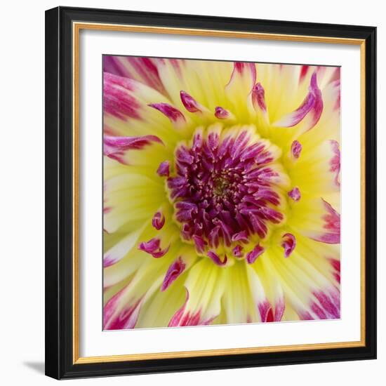 Yellow and red speckled dahlia-Clive Nichols-Framed Photographic Print