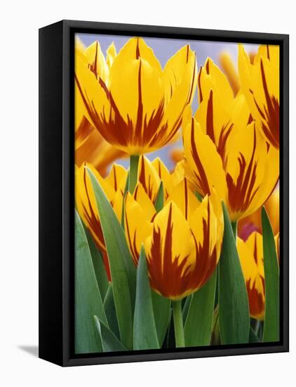 Yellow and Red Spring Tulips at Garfield Park, Indianapolis, Indiana, USA-Wendy Kaveney-Framed Premier Image Canvas