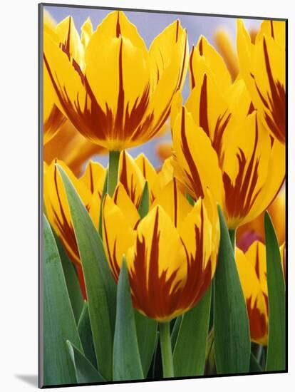 Yellow and Red Spring Tulips at Garfield Park, Indianapolis, Indiana, USA-Wendy Kaveney-Mounted Photographic Print