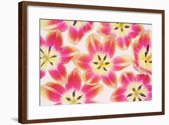 Yellow and Red Tulips-Cora Niele-Framed Photographic Print