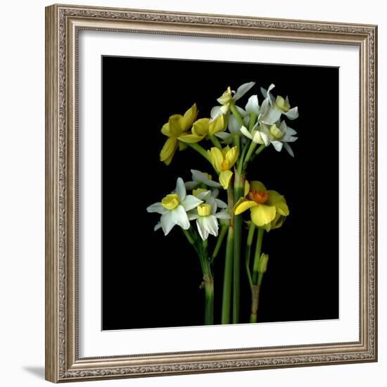 Yellow and White Daffodil Bouquet-Magda Indigo-Framed Photographic Print