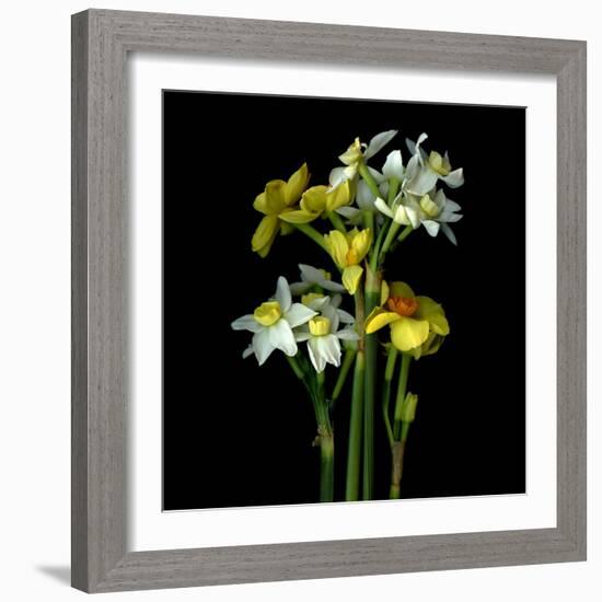 Yellow and White Daffodil Bouquet-Magda Indigo-Framed Photographic Print