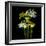 Yellow and White Daffodil Bouquet-Magda Indigo-Framed Photographic Print