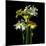 Yellow and White Daffodil Bouquet-Magda Indigo-Mounted Photographic Print
