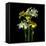 Yellow and White Daffodil Bouquet-Magda Indigo-Framed Premier Image Canvas