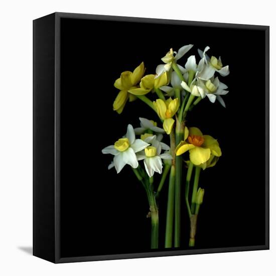 Yellow and White Daffodil Bouquet-Magda Indigo-Framed Premier Image Canvas