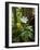 Yellow Anemone (Anemone Ranunculoides) and Wood Anemone Flowers (Anemone Nemorosa) Estonia, May-Rautiainen-Framed Photographic Print