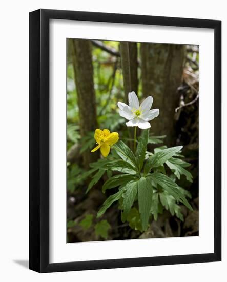 Yellow Anemone (Anemone Ranunculoides) and Wood Anemone Flowers (Anemone Nemorosa) Estonia, May-Rautiainen-Framed Photographic Print