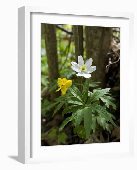 Yellow Anemone (Anemone Ranunculoides) and Wood Anemone Flowers (Anemone Nemorosa) Estonia, May-Rautiainen-Framed Photographic Print