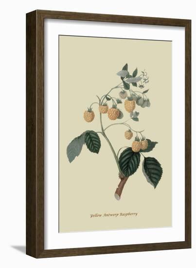 Yellow Antwerp Raspberry-William Hooker-Framed Art Print