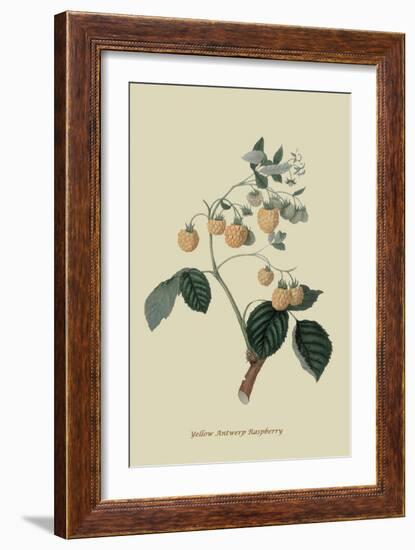 Yellow Antwerp Raspberry-William Hooker-Framed Art Print