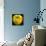 Yellow Apple-Nelly Arenas-Premium Giclee Print displayed on a wall