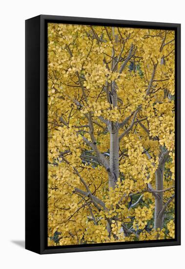 Yellow Aspen in the Fall, Uncompahgre National Forest, Colorado, United States of America-James Hager-Framed Premier Image Canvas