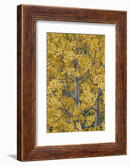 Yellow Aspen in the Fall, Uncompahgre National Forest, Colorado, United States of America-James Hager-Framed Photographic Print